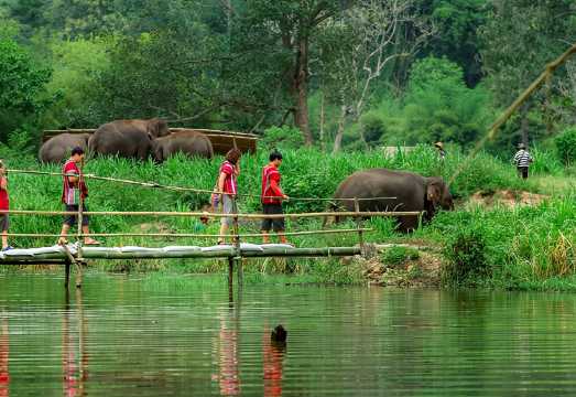 Kachiao Elephant Sanctuary Half-Day Tour (Elephant Care + Elephant Bathing & Feeding + Hotel Transfer)