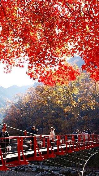 Japan Gifu Kokkeizan Eihouji Temple + Four Seasons Cherry Blossoms + Korankei Gorge one-day tour (departing from Nagoya)