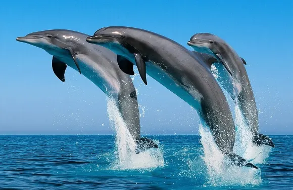 在馬斯喀特體驗2小時海豚觀賞之旅