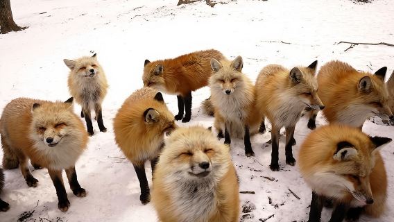 日本仙台出發|宮城藏王狐狸村+御釜觀景台+銀山溫泉一日遊&