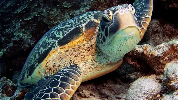 沖繩 慶良間出海半日／一日遊【尋找海龜丨自由浮潛丨中文導遊】