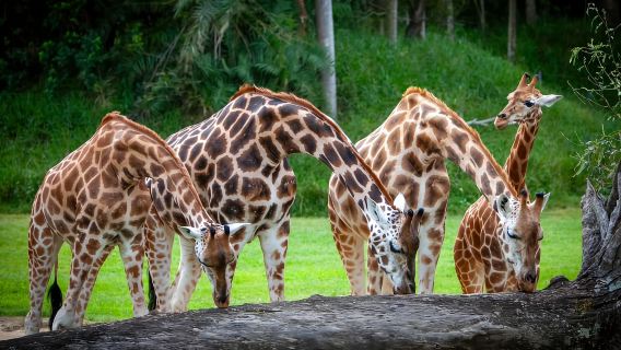 Từ Brisbane: Vé vào cửa và chuyển tiếp đến Vườn thú Úc
