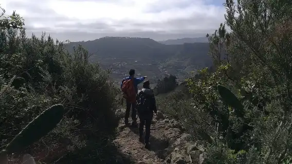 Santa Cruz de Tenerife: 2-Hour Hiking Tour in Anaga Forest