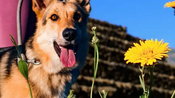 Tenerife: Guided tour at Pirámides de Güímar