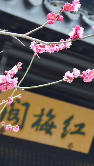 Business vehicle | Optional English-speaking guide | Departing from Nanjing + Tianning Temple + Hongmei Park + Sanbao Street