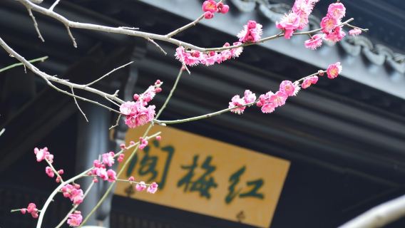 Businesswagen | Englischsprachiger Reiseleiter | Abfahrt von Nanjing + Tianning-Tempel + Hongmei-Park + Sanbao-Straße