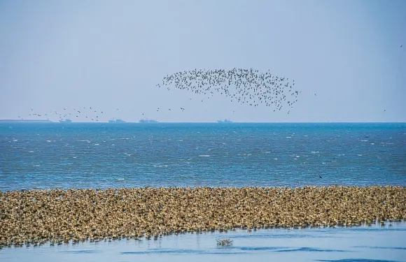 丹東海角路/鴨綠江濕地觀鳥園