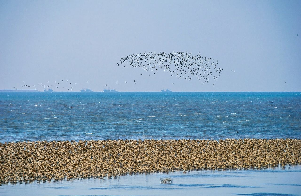 丹東海角路/鴨綠江濕地觀鳥園