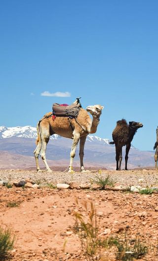 Marrakech, Morocco: Atlas Mountains and Agafay desert tour with optional camel ride