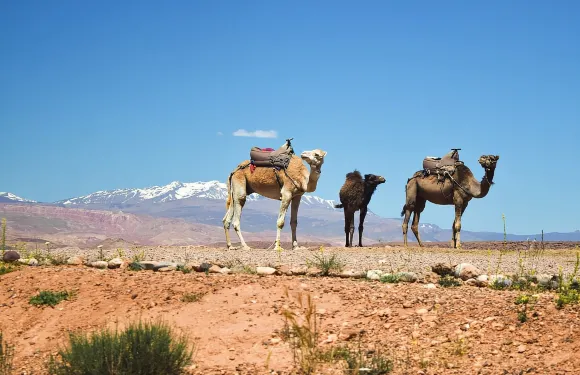 摩洛哥馬拉喀什出發 阿特拉斯山脈阿加菲沙漠之旅（接送+午餐）