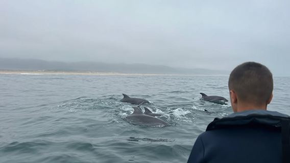 Dolphins Observation Boat Tour in Nazaré