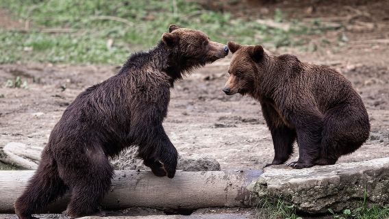 Experiencia de avistamiento de osos cerca de Brasov