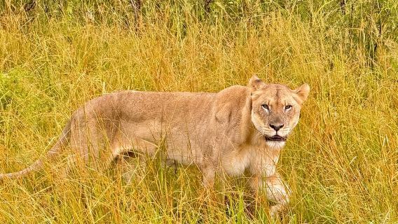 Escursione al parco Hluhluwe Imfolozi