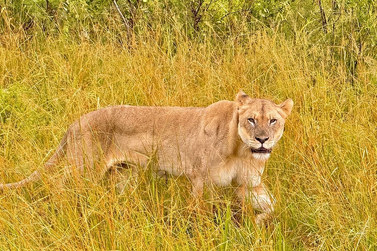 Hluhluwe Imfolozi Park Excursion
