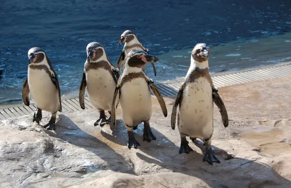 島根縣立島根水族館小學生、國中生