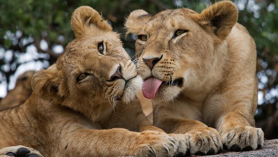 Taman Negara Nairobi, Rumah Anak Yatim Gajah dan Pusat Zirafah