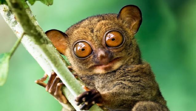 Wycieczka lądowa po wyspie Bohol: Wzgórza Czekoladowe + tarsier + lunch na tratwie + świetliki + kolacja w pasiece