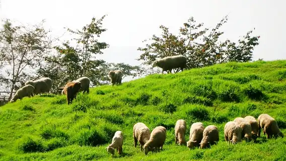 1-day tour to Qingjing Farm and Hehuan Mountain in Nantou, Taiwan [Departing from Taichung City] | Join-in tour buy 1 get 1 free