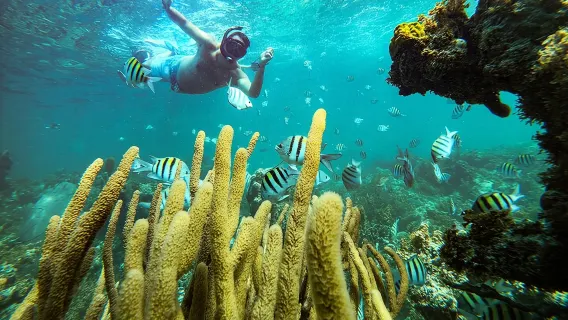 カリブ海の楽園：大人限定のプレミアムオーシャン体験（15歳以上）