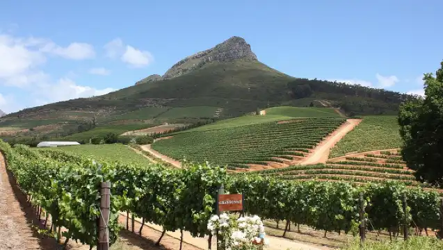 ทัวร์ไร่องุ่น Stellenbosch ครึ่งวันจากเคปทาวน์