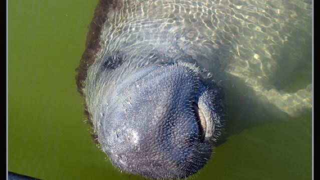 Two-Hour Everglades Dolphin, Manatee and Birding Boat Tour
