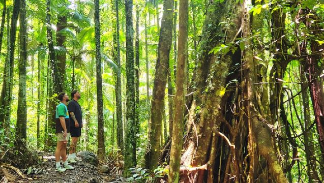 Airlie Cascate e Escursione Ecologica nella Foresta Pluviale