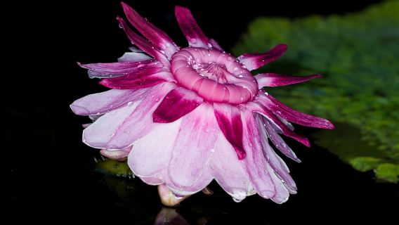 Da Napoli: gita di un giorno a Ischia e ai Giardini La Mortella