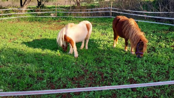 Loulé: Passeggiata a cavallo guidata sulle colline di Salir