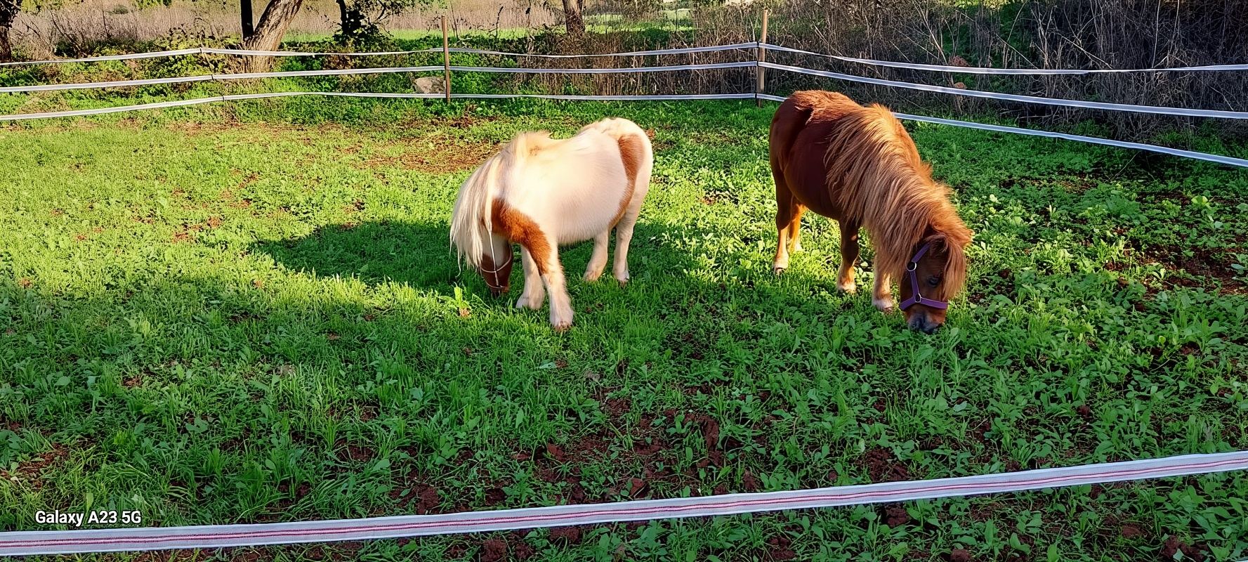 Loulé: Guided Horse Riding in the Hills of salir