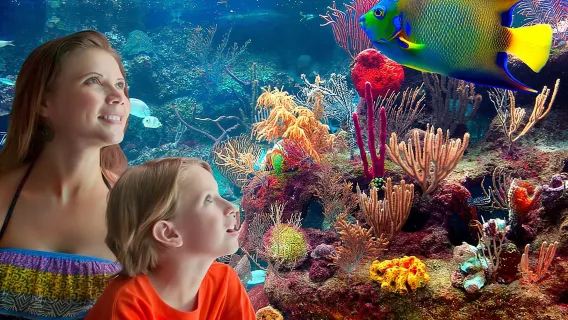 Da Playa del Carmen: Combo completo per il parco Xcaret!