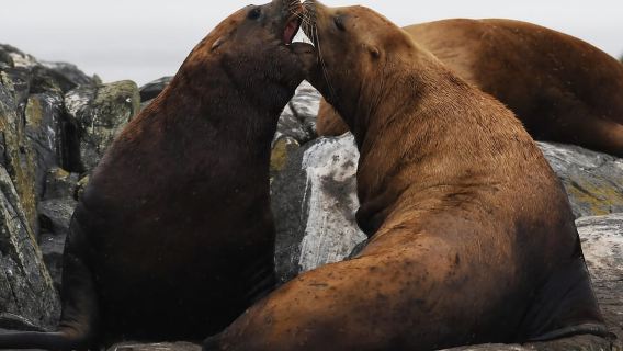 Desde Victoria: Excursión de avistamiento de ballenas en barco cubierto