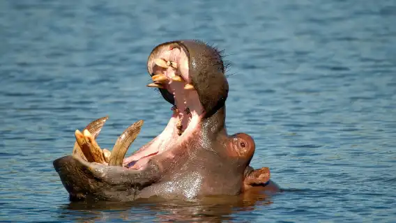 จากเดอร์บัน: ทัวร์ซาฟารีและหมู่บ้าน PheZulu แบบหนึ่งวัน