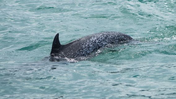 Marino Ballena National Park: Whale and Dolphin Watching