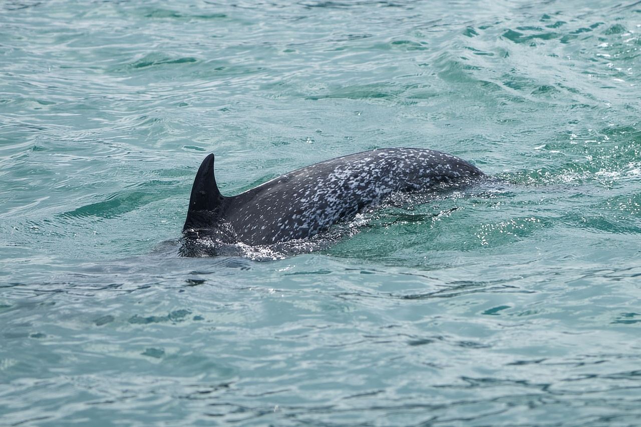 Marino Ballena National Park: Whale and Dolphin Watching