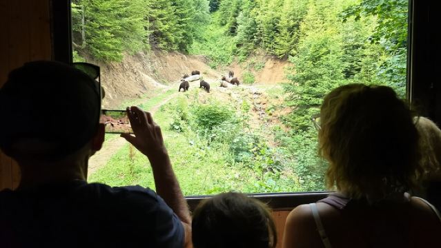 Bear Watching in The Wild from Brasov (100 %)