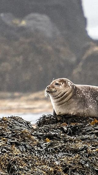 From Reykjavik, Iceland: 1-day Snæfellsnes Peninsula Circle Tour [English-speaking Group]