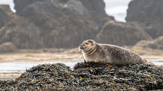 From Reykjavik, Iceland: 1-day Snæfellsnes Peninsula Circle Tour [English-speaking Group]