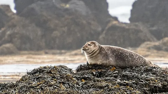 Tur Seharian Semenanjung Snæfellsnes dari Reykjavik, Islandia [Tur Bahasa Inggris]