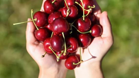 Sydney Departure Cherry Picking Experience Tour [Summer Limited, Cherry Wine Tasting, Bilingual Service in Chinese and English]