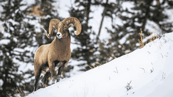 Banff: attrazioni e fauna selvatica|Avventura per piccoli gruppi pluripremiata