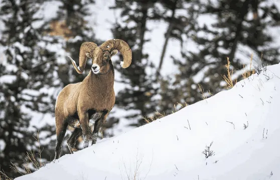 班夫亮點及野生動物|屢獲殊榮的小團體探險