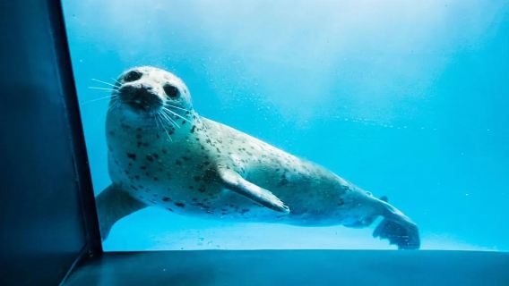 青島{棧橋+青島海底世界+石長者海水浴場+海信探索中心}