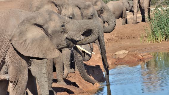 Parc national d'Addo : safari d'une journée complète