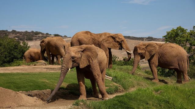 San Diego Zoo Safari Park 1-Day Pass: Any Day Ticket