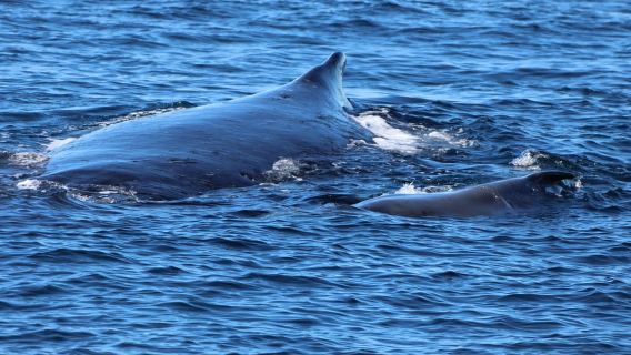 Pengalaman Paus Gold Coast