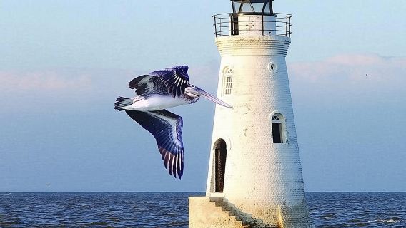 Savannah to Tybee Island - Tour with Dolphin Cruise  