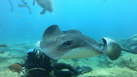Scuba Diving for Certified Divers in Costa Adeje