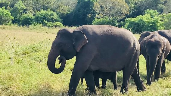 Safari Tour at Minneriya National Park