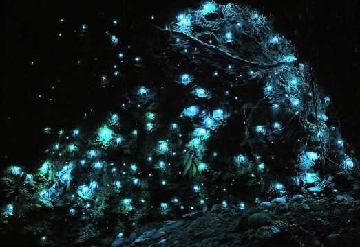 Gold Coast Tamborine National Park + Glow Worm Cave Night Tour [Includes Admission Ticket & Round-trip Mercedes Transfer] AUD 112.5