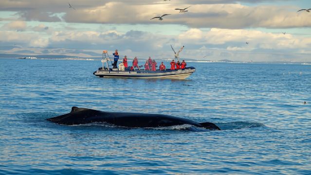 Premium walvis- en papegaaiduiker kijkreis in Reykjavík